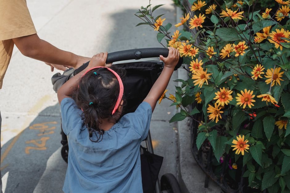 Back view of anonymous little ethnic daughter pushing baby stroller while walking on pathway along yellow flowers with crop mother