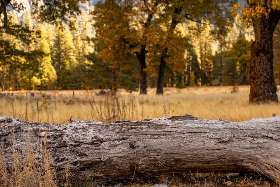 Serene autumn landscape with a fallen tree and vibrant foliage in a forest meadow.