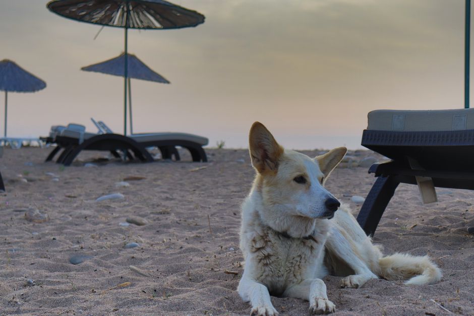 Pet-Friendly Accommodations: Cut Road-Trip Fees