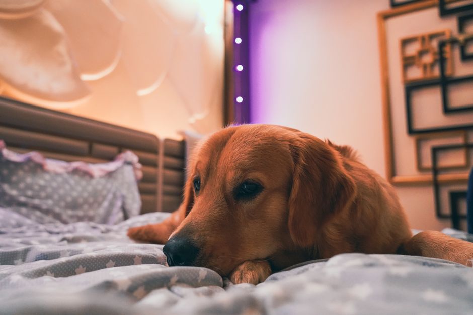A golden retriever lounging peacefully on a comfortable bed, showcasing a serene indoor setting.