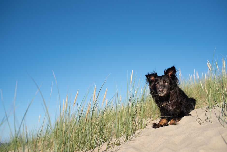 Pet-Friendly Vacation Rentals: 7 City-Smart Checks