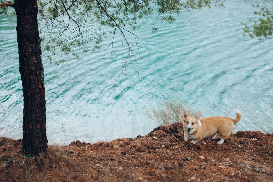 Adorable Pembroke Welsh Corgi standing by a serene turquoise lake shore.