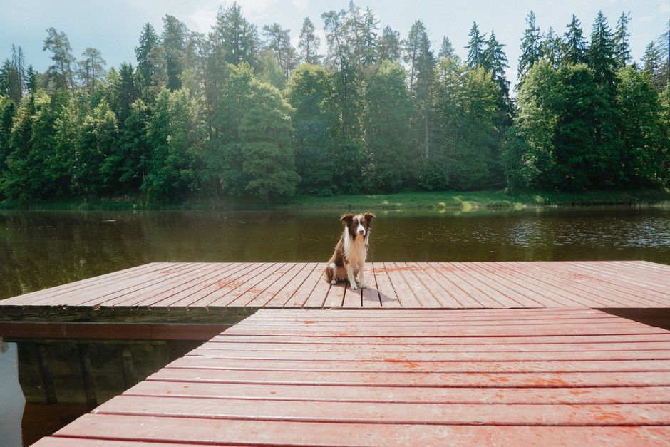 A serene image of a dog sitting on a red dock beside a tranquil lake surrounded by lush forests.