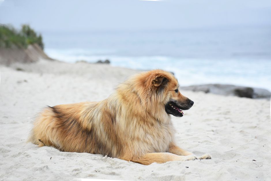 Chow Chow dog with fluffy fur lounging on a sandy beach by the ocean.