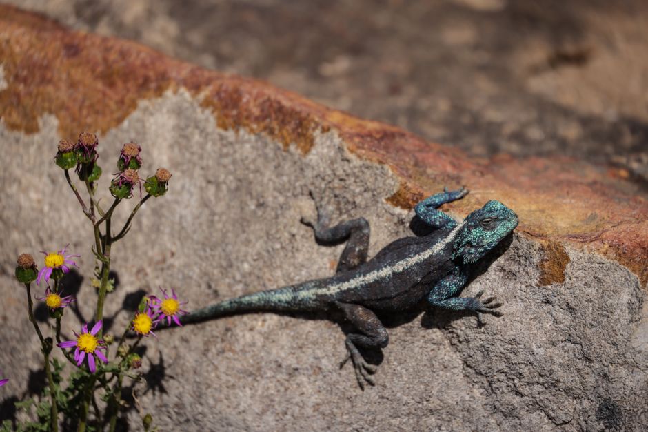 A colorful lizard rests on a sunlit rock beside vivid wildflowers in a desert setting.